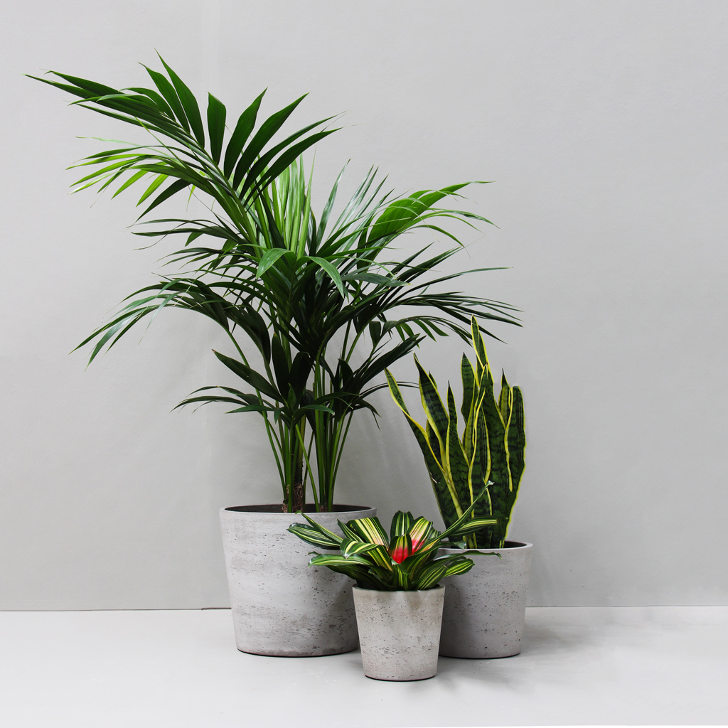 Natural Cover Pot with Palm